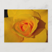 Carte Postale Rose jaune (Devant)