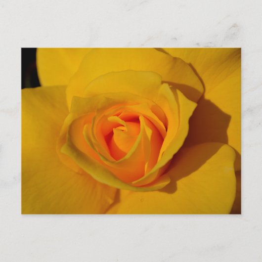 Carte Postale Rose jaune (Devant)