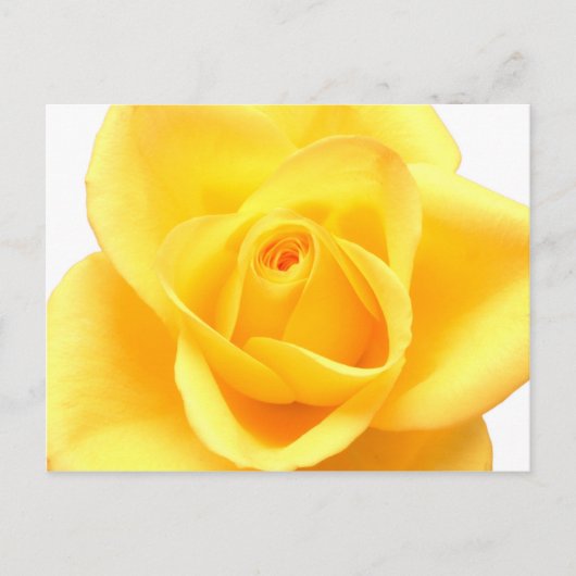 Carte Postale Rose jaune (Devant)