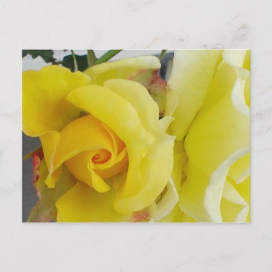Carte Postale Rose jaune (Devant)