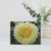Carte Postale Rose jaune (Debout devant)