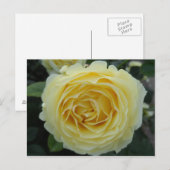 Carte Postale Rose jaune (Devant / Derrière)