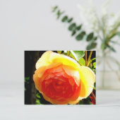 Carte Postale Rose jaune (Debout devant)