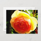 Carte Postale Rose jaune (Devant / Derrière)