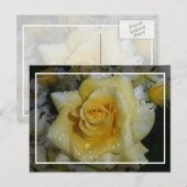 Carte Postale Rose jaune (Devant / Derrière)
