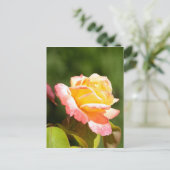 Carte Postale rose jaune (Debout devant)