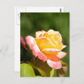 Carte Postale rose jaune (Devant / Derrière)