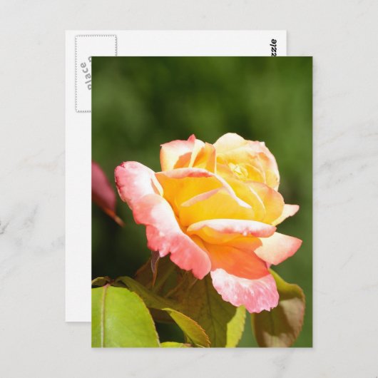 Carte Postale rose jaune (Devant / Derrière)