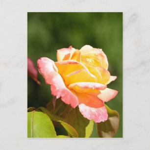 Carte Postale rose jaune