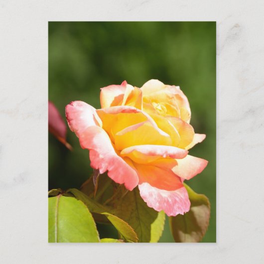 Carte Postale rose jaune (Devant)