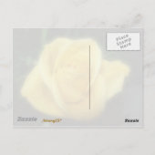 Carte Postale Rose jaune (Dos)