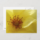 Carte postale rose jaune (Devant / Derrière)