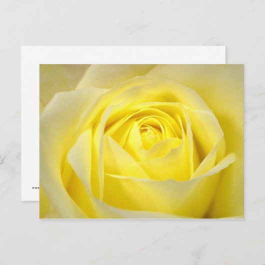 Carte Postale Rose jaune (Devant / Derrière)
