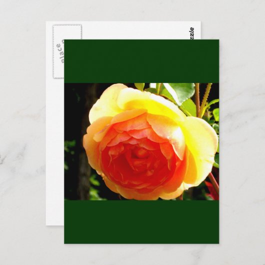 Carte Postale Rose jaune (Devant / Derrière)