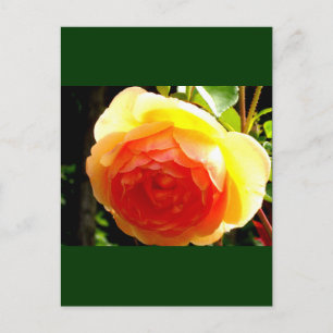 Carte Postale Rose jaune