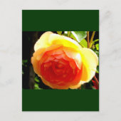 Carte Postale Rose jaune (Devant)