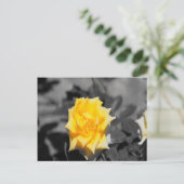 Carte Postale Rose jaune (Debout devant)