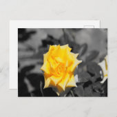 Carte Postale Rose jaune (Devant / Derrière)