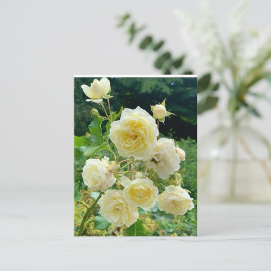 Carte Postale rose jaune (Debout devant)