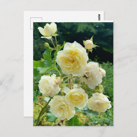 Carte Postale rose jaune (Devant / Derrière)
