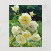 Carte Postale rose jaune (Devant)
