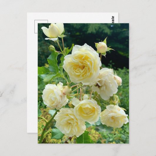 Carte postale rose jaune (Devant / Derrière)