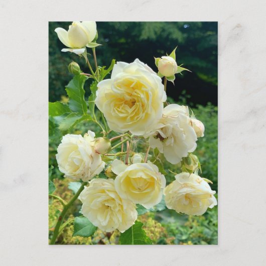 Carte postale rose jaune (Devant)