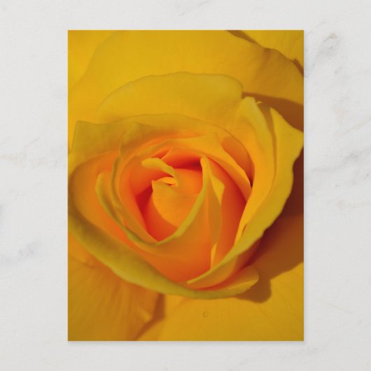 Carte Postale Rose jaune (Devant)