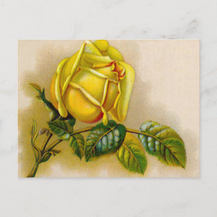Carte Postale Rose jaune Antique Vintage Imprimer Art