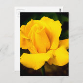 Carte Postale Rose jaune - Après la pluie (Devant / Derrière)