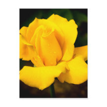 Rose jaune - Après la pluie