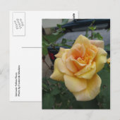 Carte Postale Rose jaune complexe (Devant / Derrière)