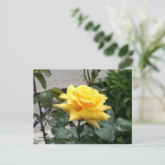 Carte Postale Rose jaune du Texas (Debout devant)