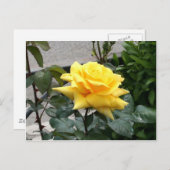 Carte Postale Rose jaune du Texas (Devant / Derrière)