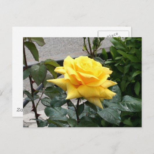 Carte Postale Rose jaune du Texas (Devant / Derrière)