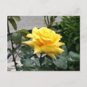 Carte Postale Rose jaune du Texas (Devant)