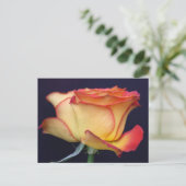 Carte Postale Rose jaune et orange (Debout devant)