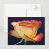 Carte Postale Rose jaune et orange (Devant / Derrière)