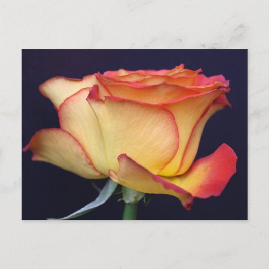 Carte Postale Rose jaune et orange (Devant)