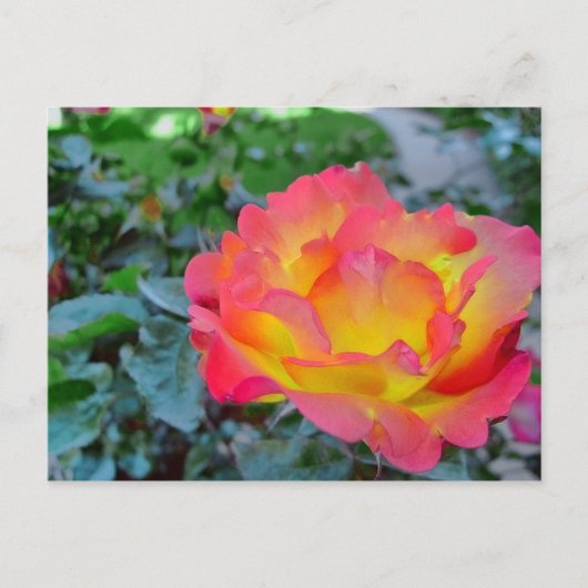 Carte Postale rose jaune et rouge (Devant)
