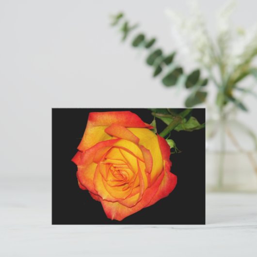 Carte Postale Rose jaune-orange (Debout devant)