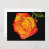 Carte Postale Rose jaune-orange (Devant / Derrière)
