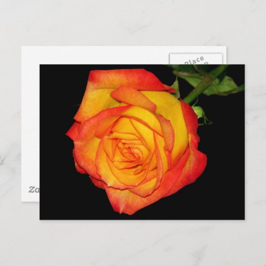 Carte Postale Rose jaune-orange (Devant / Derrière)