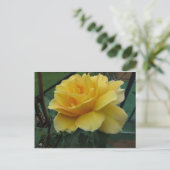 Carte Postale Rose jaune ouverte (Debout devant)