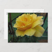 Carte Postale Rose jaune ouverte (Devant / Derrière)