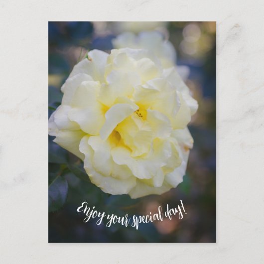 Carte Postale Rose jaune pâle (Devant)