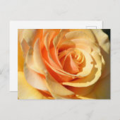 Carte Postale Rose jaune pâle (Devant / Derrière)