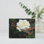 Carte Postale Rose jaune pâle (Debout devant)
