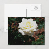 Carte Postale Rose jaune pâle (Devant / Derrière)