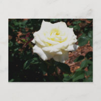 Rose jaune pâle